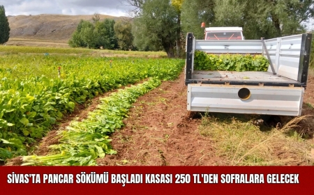 Sivas'ta Pancar Sökümü Başladı: Kasası 250 TL'den Sofralara Gelecek