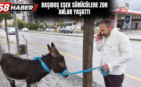 Başıboş eşek Sivas’ta trafiği birbirine kattı