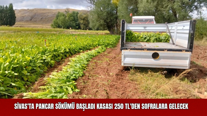 Sivas'ta Pancar Sökümü Başladı: Kasası 250 TL'den Sofralara Gelecek