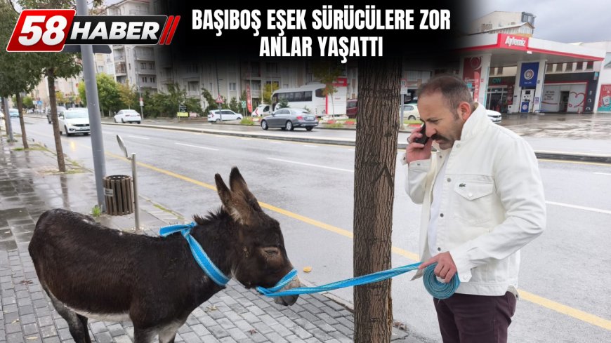 Başıboş eşek Sivas’ta trafiği birbirine kattı